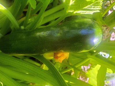 Zucchini, surprise bush!, 08-23-22.jpg
