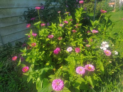 African daisies,  pinkish, 08-23-22.jpg