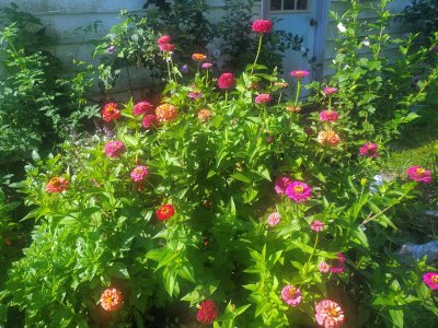 African daisies,  salmon, 08-23-22.jpg