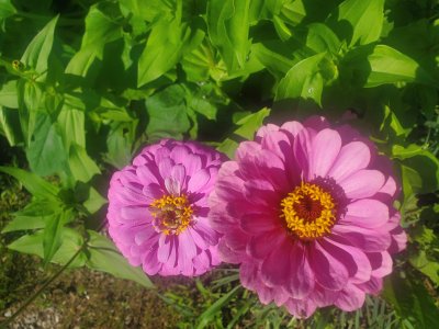 African daisies,pink, 08-23-22.jpg