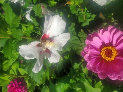 African pink daisies & white Rose of Sharon, 08-23-22.jpg