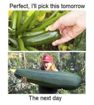 zucchini.png