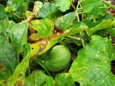 Canteloupe surprise vine, 09-11-22, #3.jpg