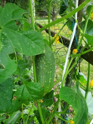 Cucumber hiding,  09-18-22.jpg