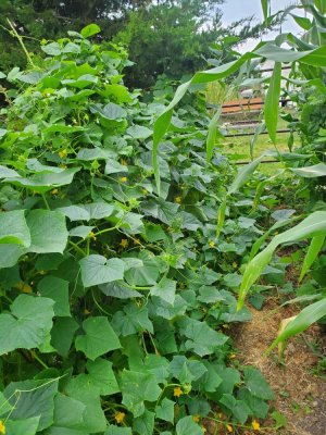 Cucumber mass,  09-18-22.jpg