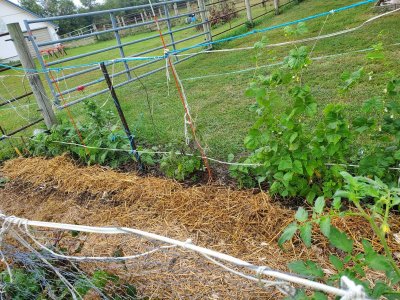 Garlic, 3 rows, planted & covered,  09-18-22.jpg