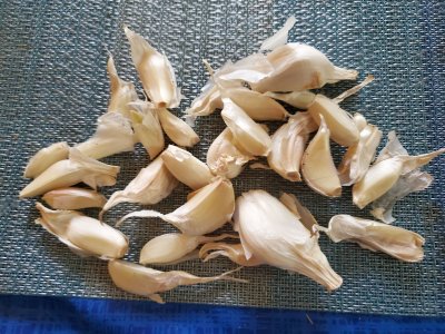 Garlic clove planting leftovers, 09-17-22.jpg