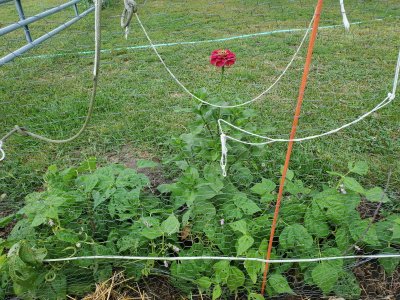 Zinnia with beans,  09-18-22.jpg