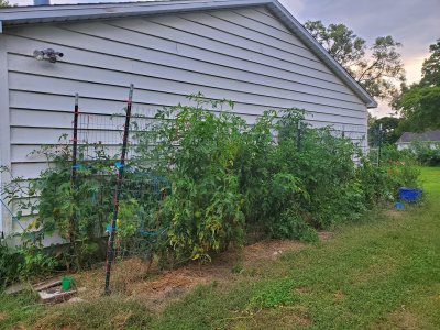 Tomato patch,  09-18-22.jpg