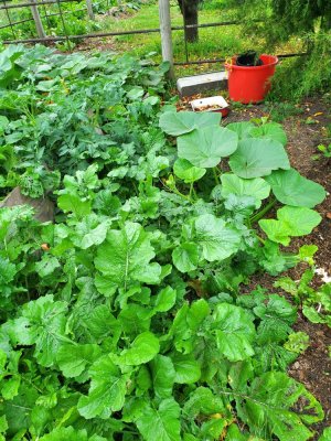 Volunteer turnip & tomato and dropped pumpkin patch,  09-18-22.jpg