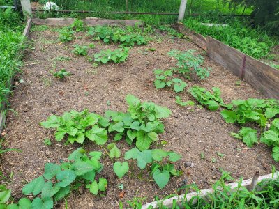 Sweet Potato Bed, filler plants, 08-07-22, #7.jpg