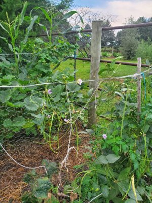 Yard long beans,  09-18-22.jpg