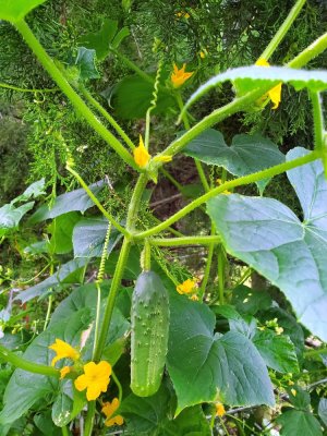 Cucumber vining into an arbor vitae,  09-18-22.jpg