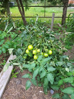 Volunteer tomato, 09-18-22.jpg