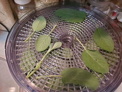 Sage dehydrating, 09-21-22.jpg