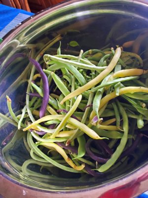 Green beans from the last few days, 09-21-22.jpg