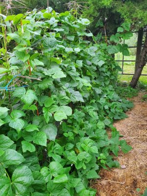 Green beans,  09-18-22.jpg