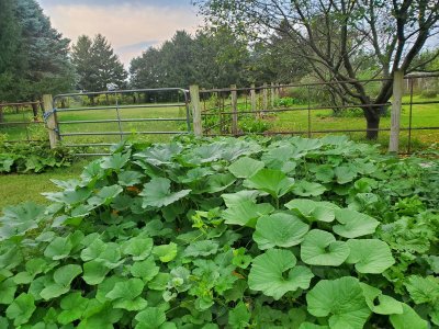 Sweet potato bed,  09-18-22.jpg