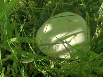 White pumpkins in sweet potato bed, #1, 09-22-22.jpg