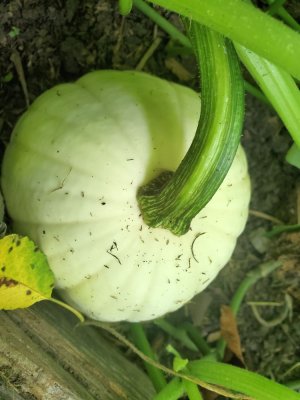 White pumpkins in sweet potato bed, #2, 09-22-22.jpg