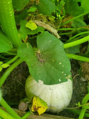 White pumpkins in sweet potato bed, #3, 09-22-22.jpg