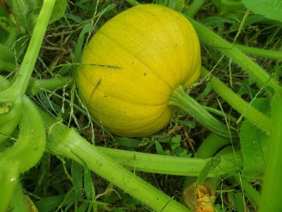 Orange pumpkins in sweet potato bed, #2, 09-22-22.jpg