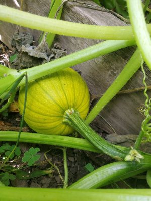 Orange pumpkins in sweet potato bed, #4, 09-22-22.jpg
