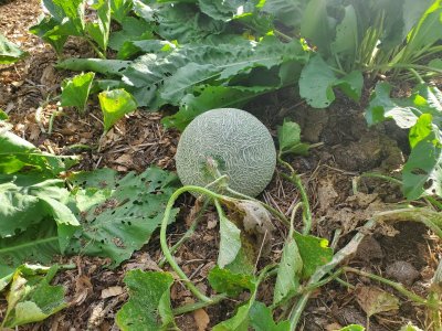 Cantaloupe, 09-22-22.jpg