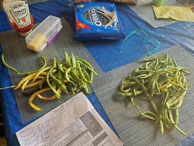 Last bean harvest, 10-07-22.jpg