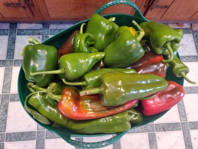Peppers harvested before the freeze watch 10-07-22.jpg