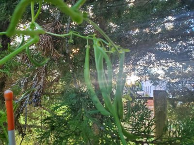 Beans that grew into the tree, 10-07-22.jpg