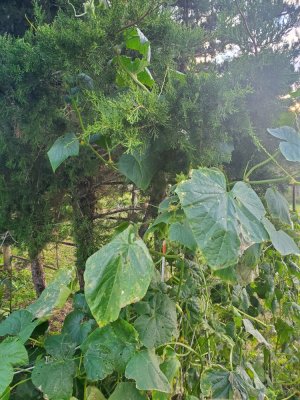 Cucumber that grew into the tree#2, 10-07-22.jpg