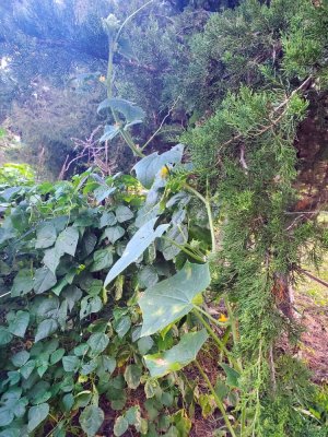 Cucumber that grew into the tree#3, 10-07-22.jpg