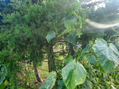 Cucumber that grew into the tree, 10-07-22.jpg