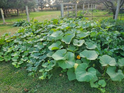 Pumpkin sprawl #2, 10-07-22.jpg