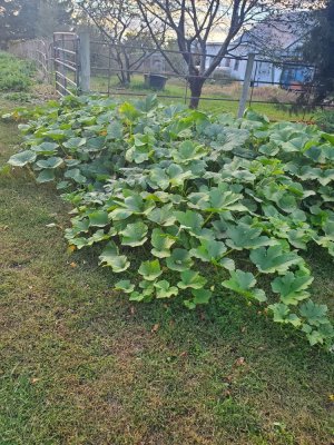 Pumpkin sprawl #3, 10-07-22.jpg