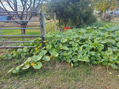 Pumpkin sprawl #4, 10-07-22.jpg