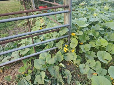 Pumpkin sprawl #5, 10-07-22.jpg