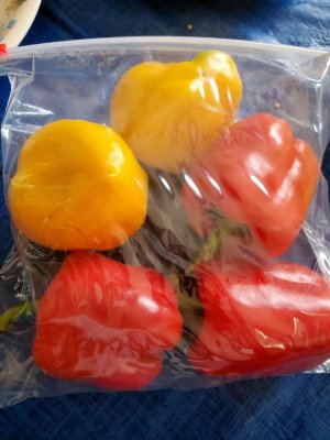 Sweet peppers saved in frdige for meal thiis week, 10-19-22.jpg