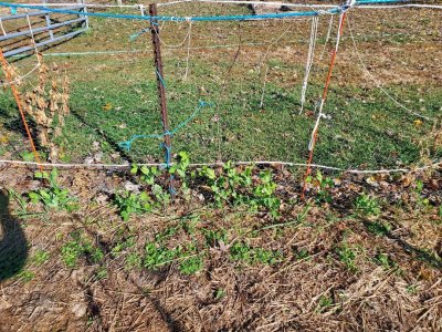 Sugar snap peas, #1, 10-29-22.jpg