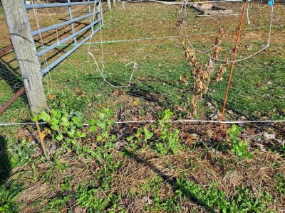 Sugar snap peas, #2, 10-29-22.jpg