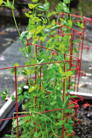 Peas growing along short metal fencing.jpg