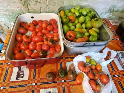 Tomatoes 2 b processed today, 10-31-22.jpg