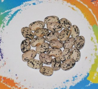 Black And White Goose-FB.jpg