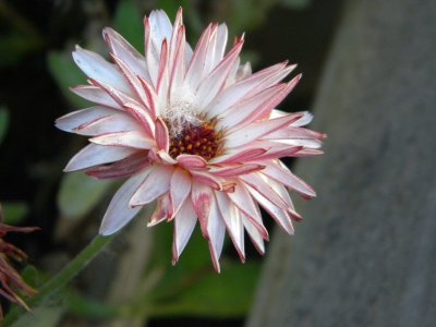 pink surprise calendula.jpg