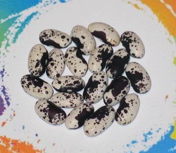 Cannellino Nero-FB.jpg