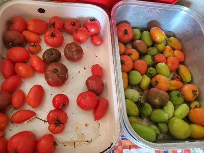 Tomatoes for canning, 11-09-22.jpg