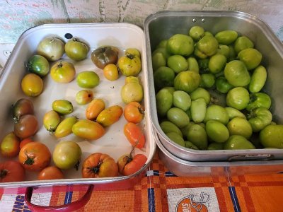 Tomatoes ripening for canning, 10-31-22.jpg