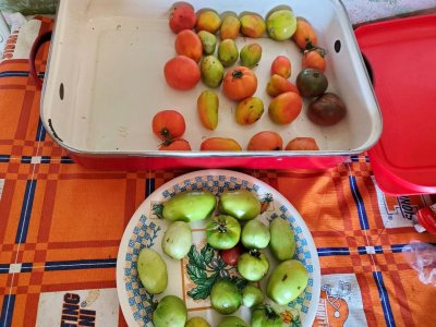 Tomatoes leftover, 11-10-22.jpg