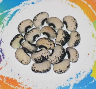 Genesis-FB.jpg Genesis-FB.jpg